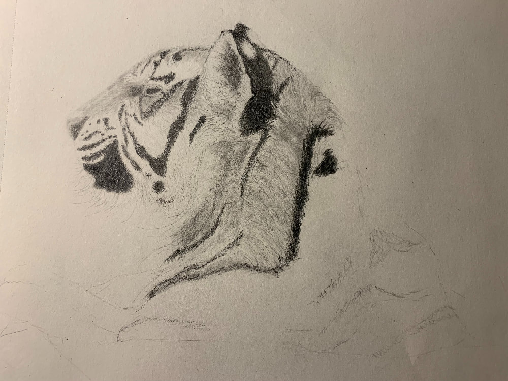 An incomplete pencil sketch of a tiger facing left. 