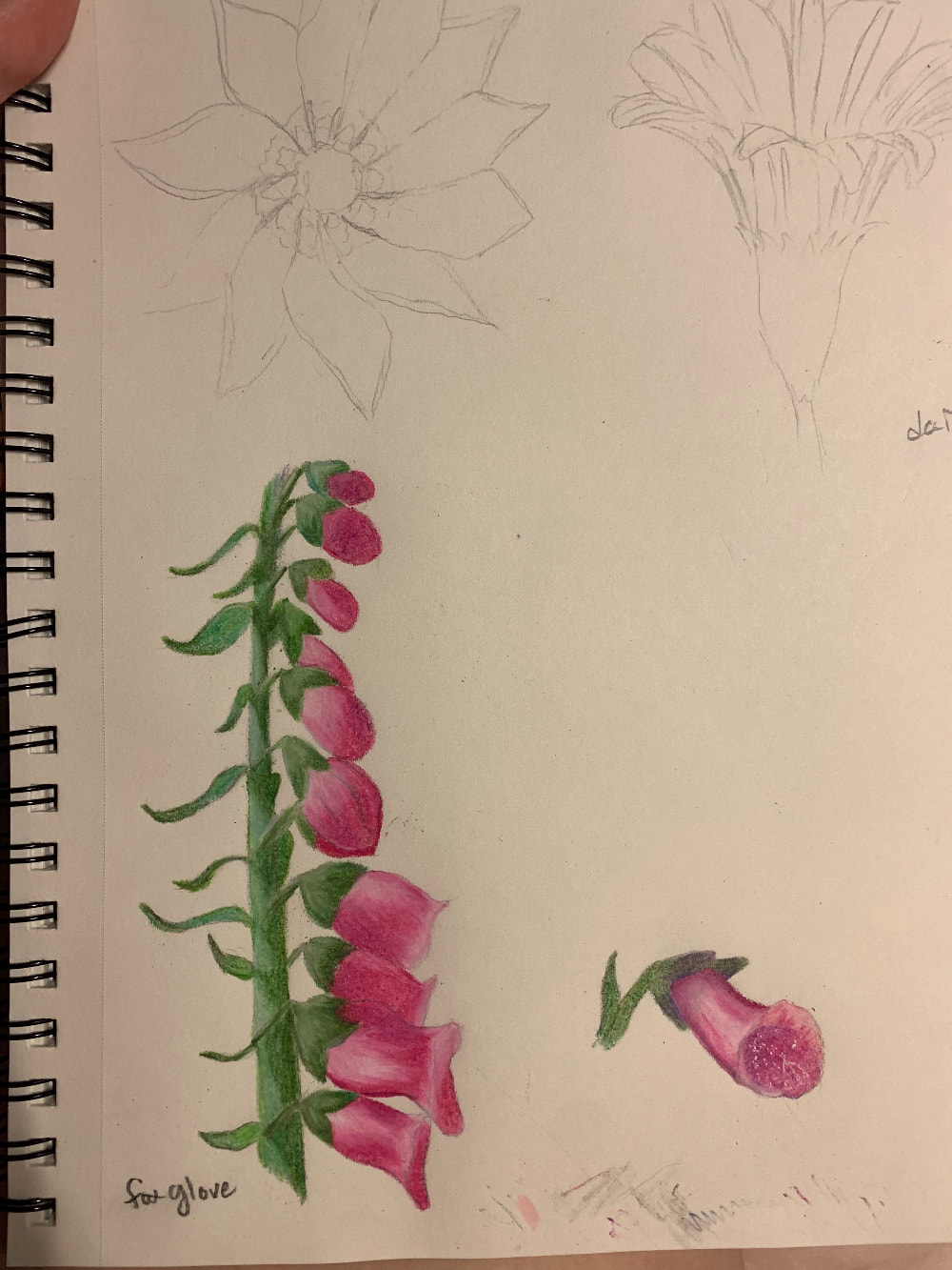 Sketchbook page featuring flowers. The top two flowers are daisies. At the bottom is a colorful drawing of a stem of foxgloves and a single foxglove bloom. The stem is shades of green with shadows from a light source to the left. The blooms are shades of magenta with white speckles inside. They were done in color pencil. 