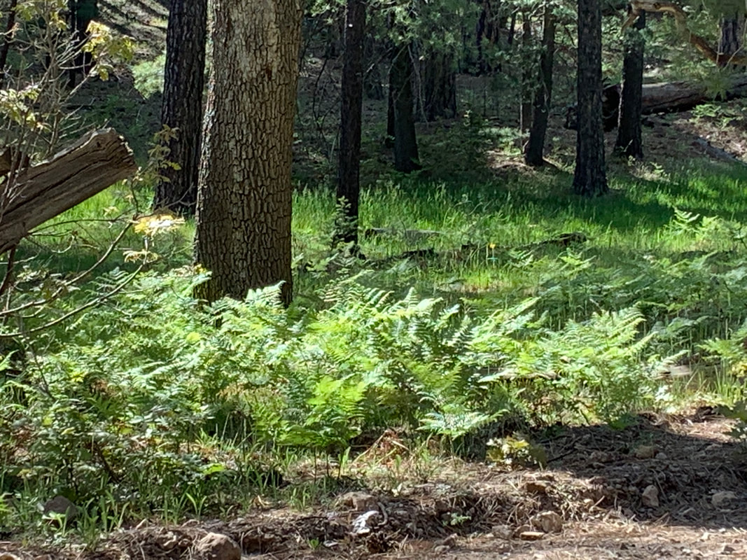 A photo of ferns growing along the side of a gravel road in the Ponderosa pine forest at the Mogollon Rim. There are pines scattered throughout and the sunshine is casting shadows. A fallen tree juts into the frame on the left. 